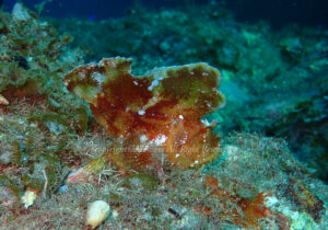 「ハダカハオコゼ」　えーさん