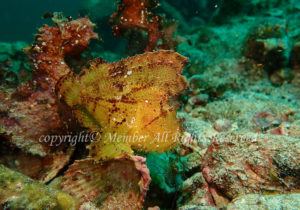 「ハダカハオコゼ」　えーさん