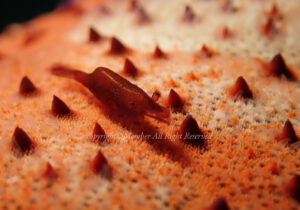 「ヒトデヤドリエビ」　えーさん