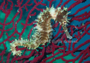 「イバラタツ」　えーさん