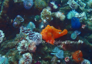 「イロカエルアンコウ」　えーさん