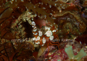 「イソギンチャクモエビ」　わーさん