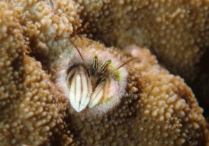 「カンザシヤドカリ」　えーさん