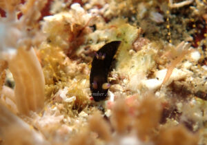 「コミドリリュウウグウウミウシ」　えーさん