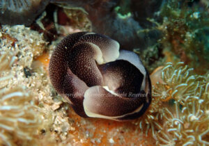 「コナユキツバメガイ」　えーさん