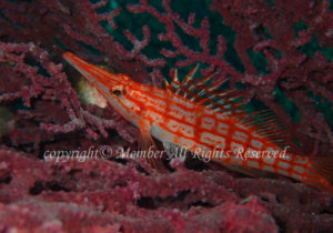 「クダゴンベ」　えーさん