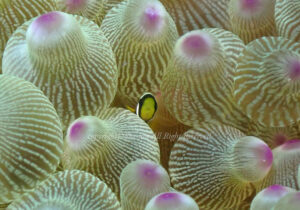 「クマノミ」　れおさん