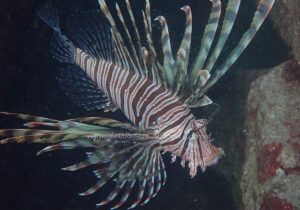 「ミノカサゴ」　れおさん