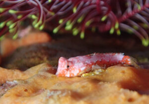 「ミヤケテグリ」　えーさん