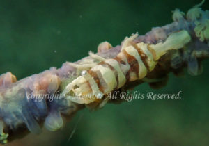 「ムチカラマツエビ」　わーさん