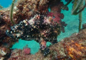 「オオモンカエルアンコウ」　れおさん