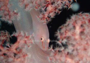 「スケロクウミタケハゼ」　えーさん