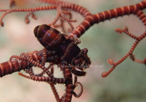 「テヅルモヅルエビ」　えーさん