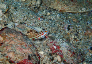 「ヤシャハゼ」　えーさん