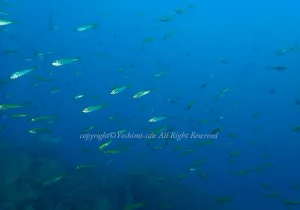 「マアジ」　よしみさん