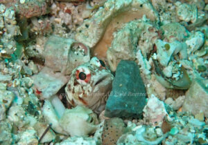 「ジョーフィッシュ」　えーさん