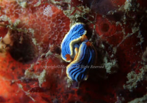 「サメジマオトメウミウシ」　えーさん