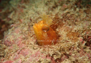 「コケギンポ」　えーさん
