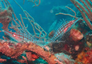 「クダゴンベ」　わーさん