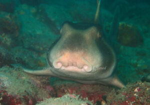 「ネコザメ」　わーさん