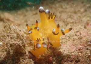 「ウデフリツノザヤウミウシ」　わーさん