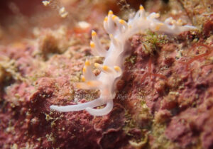 「サキシマミノウミウシ」　わーさん