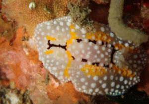 「シモフリカメサンウミウシ」　わーさん