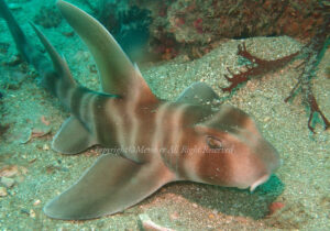 「ネコザメ」　えーさん