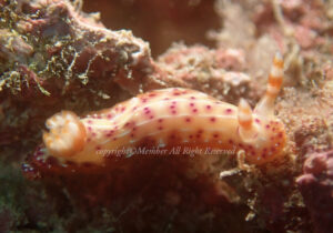 「センテンイロウミウシ」　えーさん