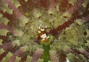 「イソギンチャクモエビ」　いそさん