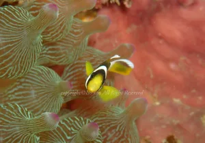 「クマノミ」　いそさん