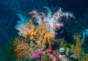「漁礁」　よしみさん