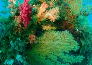 「漁礁」　よしみさん