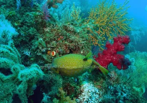 「ハコフグ」　よしみさん