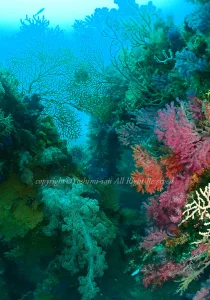 「漁礁」　よしみさん