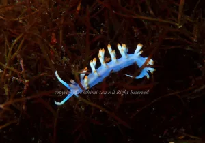 「サキシマミノウミウシ」　よしみさん