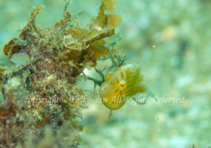 「アオサハギ」　えりこさん