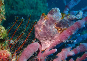 「オオモンカエルアンコウ」　えりこさん