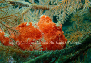 「オオモンカエルアンコウ」　よしみさん