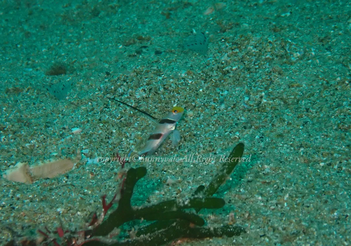 ヒレナガネジリンボウ
