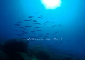 「カマス」　よしみさん