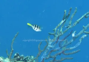 「ノコギリハギ」　かげやまさん