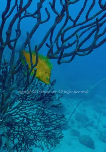 「オキゴンベ」　よしみさん