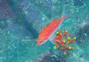 「サクラダイ」　かげやまさん