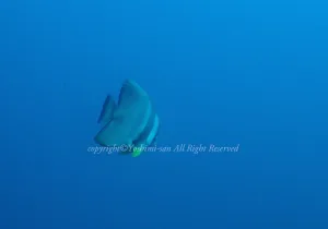 「ツバメウオ」　よしみさん