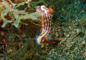 「クチナシイロウミウシ」 よしみさん 「クチナシイロウミウシ」 よしみさん