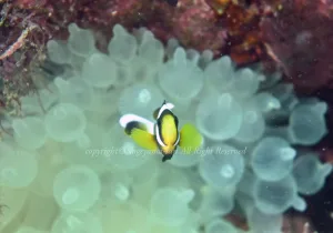 「クマノミ」 かげやまさん 「クマノミ」 かげやまさん