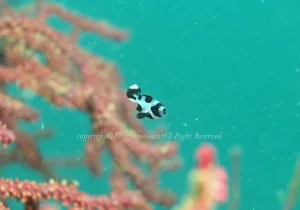 「マダラタルミ」 かげやまさん 「マダラタルミ」 かげやまさん