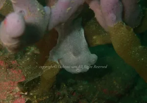 「オオモンカエルアンコウ」 よしみさん 「オオモンカエルアンコウ」 よしみさん