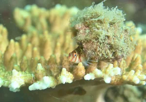 「サラサゴンベ」 かげやまさん 「サラサゴンベ」 かげやまさん